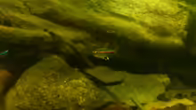Besatz im Aquarium Salmler-Suppe (Okt.2015 abegaut)