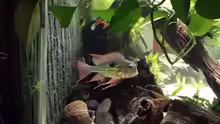 Besatz im Aquarium Southamerican wood