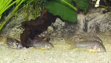 Besatz im Aquarium Südamerika, Existiert nicht mehr, Beispiel
