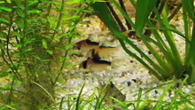 Besatz im Aquarium Südamerika, Existiert nicht mehr, Beispiel