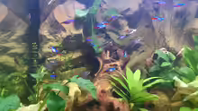 Besatz im Aquarium Südamerika Zwergbuntbarsche