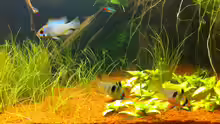 Besatz im Aquarium Südamerika