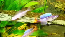 Besatz im Aquarium Tanganjika (aufgelöst)