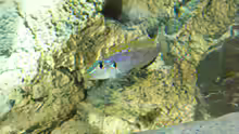 Besatz im Aquarium Tanganjika Cichlid Family