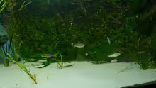 Besatz im Aquarium Tanganjika Übergangszone - Nur Noch als Beispiel