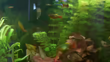 Besatz im Aquarium tomekks 300er