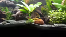Besatz im Aquarium Tropen in Mittelhessen (nur noch Beispiel)