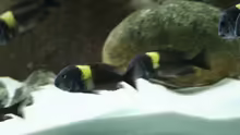 Besatz im Aquarium Tropheus 1  Duboisi - nur noch als Beispiel
