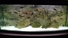 Besatz im Aquarium Tropheusbecken