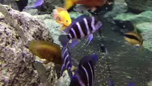 Besatz im Aquarium unsere Küchenrückwand )