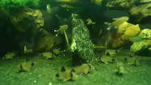 Besatz im Aquarium "Wilde Horde"