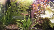 Besatz im Aquarium Wilder Mix...aber mir gefällts