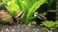 Besatz im Aquarium Wilder Mix...aber mir gefällts