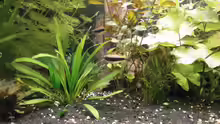 Besatz im Aquarium Wilder Mix...aber mir gefällts