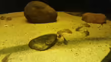 Besatz im Aquarium Wurzelbiotop 2 (Nur noch als Beispiel)
