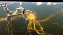 Besatz im Aquarium Wurzelbiotop 2 (Nur noch als Beispiel)