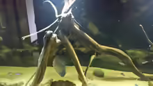 Besatz im Aquarium Wurzelbiotop