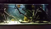 Besatz im Aquarium Wurzelbiotop
