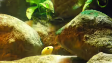 Besatz im Aquarium Yellowhome