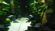 Besatz im Aquarium Zu Verkaufen !!!