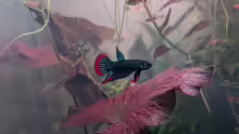 Betta imbellis