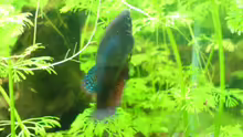 Betta Mama