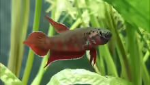 Betta rubra