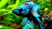 Betta splendens