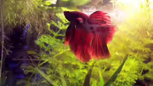 Betta Splendens Halbmond