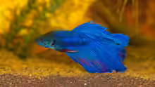 Betta splendens