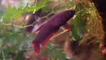 Betta tussyae