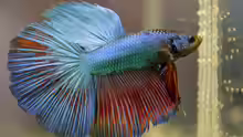 Betta