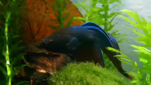 Betta