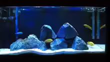 Bild vom Aquarium