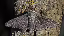 Biston betularia