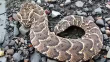 Bitis arietans