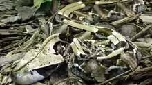 Bitis gabonica