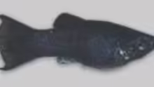 Black Molly