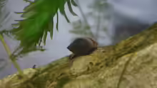 Physidae
