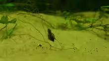 Physidae