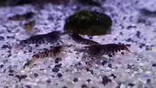 Caridina mariae