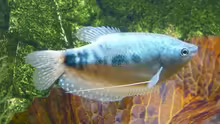 blauer Fadenfisch