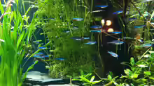 Blauer Neon, Paracheirodon simulans