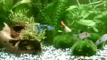 blauer u roter guppy- die babys sind noch zu klein, bzw die kamera zu schlecht...