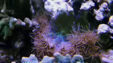 Blaugepunktete Scheibenanemone