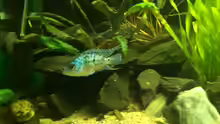 Blue Jack Dempsey