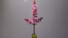 Rotala macrandra