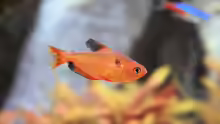 Hyphessobrycon eques