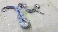 Boa Imperator