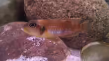 Bock Lamprologus Ocellatus Gold